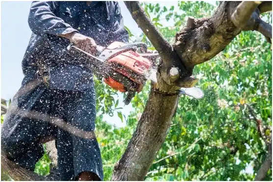 tree services Buckley